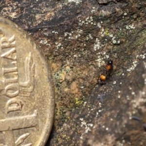 Chelaner kiliani at Acton, ACT - 13 May 2022 12:33 PM