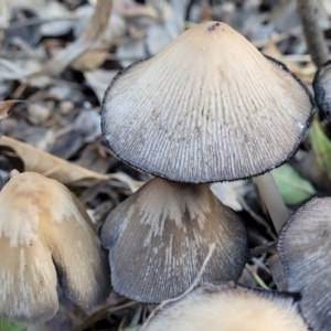 Coprinellus etc. at Lyneham, ACT - 16 May 2022