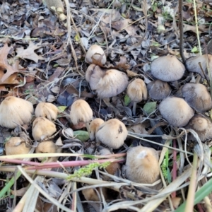 Coprinellus etc. at Lyneham, ACT - 16 May 2022