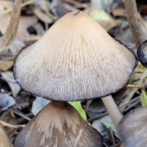 Coprinellus etc. at Lyneham, ACT - 16 May 2022