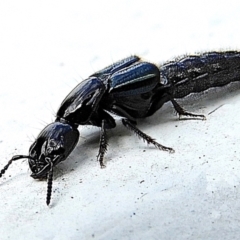 Staphylinidae (family) (Rove beetle) at Crooked Corner, NSW - 14 May 2022 by Milly