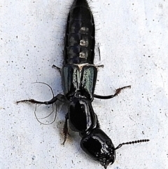 Staphylinidae (family) at Crooked Corner, NSW - 14 May 2022 12:37 PM