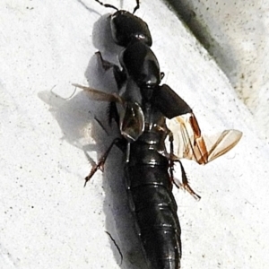 Staphylinidae (family) at Crooked Corner, NSW - 14 May 2022 12:37 PM