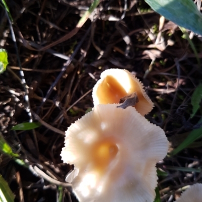 Unidentified Fungus at Garran, ACT - 16 May 2022 by SRoss