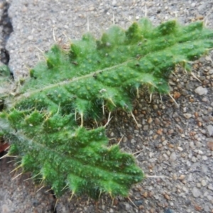 Cirsium vulgare at Jerrabomberra, NSW - 16 May 2022