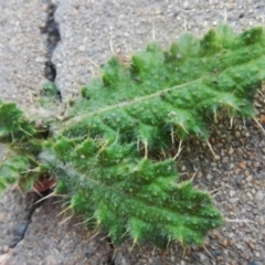 Cirsium vulgare at Jerrabomberra, NSW - 16 May 2022