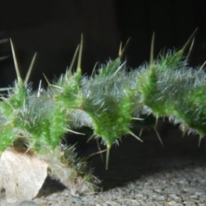 Cirsium vulgare at Jerrabomberra, NSW - 16 May 2022