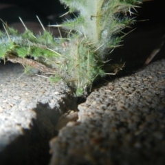 Cirsium vulgare at Jerrabomberra, NSW - 16 May 2022