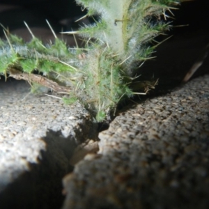 Cirsium vulgare at Jerrabomberra, NSW - 16 May 2022