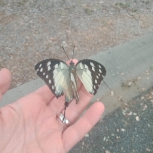 Charaxes sempronius at Holder, ACT - 21 Apr 2022