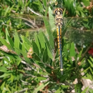 Hemicordulia tau at Holder, ACT - 19 Mar 2022