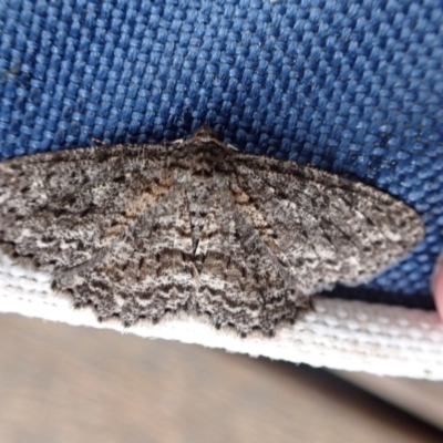 Ectropis fractaria (Ringed Bark Moth) at Murrumbateman, NSW - 13 May 2022 by SimoneC