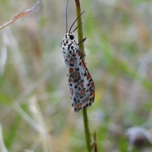 Utetheisa (genus) at Molonglo Valley, ACT - 6 Apr 2022