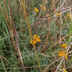 Chrysocephalum semipapposum (Clustered Everlasting) at Watson, ACT - 13 May 2022 by AniseStar