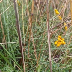 Chrysocephalum semipapposum at Watson, ACT - 13 May 2022