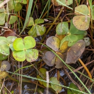 Marsilea mutica at Watson, ACT - suppressed