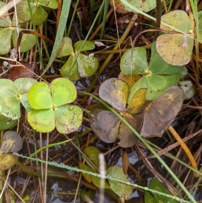 Marsilea mutica (Nardoo) at Watson, ACT - 13 May 2022 by AniseStar