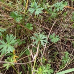 Geranium sp. (Geranium) at Watson, ACT - 14 May 2022 by AniseStar