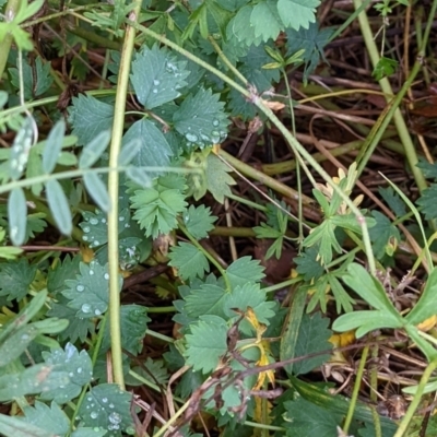 Sanguisorba minor (Salad Burnet, Sheep's Burnet) at Watson Green Space - 13 May 2022 by AniseStar