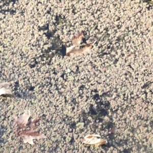 Azolla rubra at Belconnen, ACT - 16 May 2022