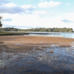 Azolla rubra at Belconnen, ACT - 16 May 2022