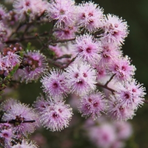 Kunzea parvifolia at Bruce, ACT - 30 Oct 2016