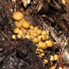 Armillaria sp. (A honey fungus) at ANBG - 12 May 2022 by TimL
