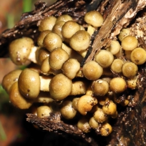 Armillaria sp. at Acton, ACT - 12 May 2022