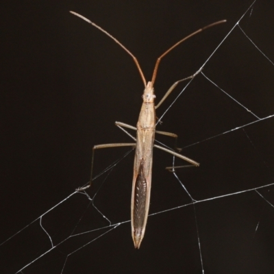 Mutusca brevicornis (A broad-headed bug) at ANBG - 13 May 2022 by TimL