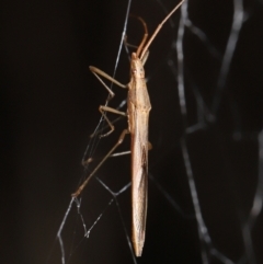 Mutusca brevicornis at Acton, ACT - 13 May 2022