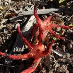 Clathrus archeri (Seastar Stinkhorn) at Yarralumla, ACT - 16 May 2022 by AJB