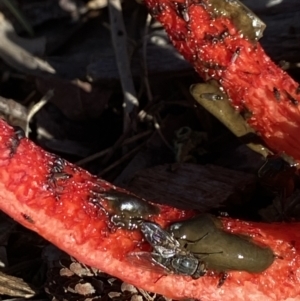 Clathrus archeri at Yarralumla, ACT - 16 May 2022