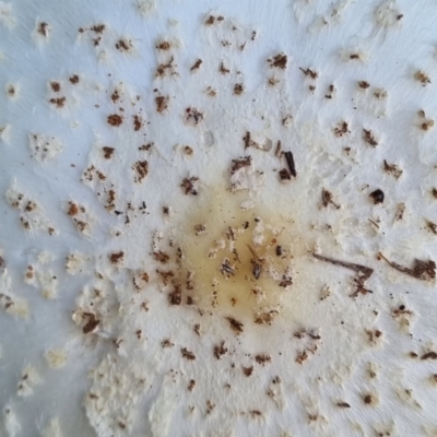 Unidentified Cap on a stem; gills below cap [mushrooms or mushroom-like] at Ward, QLD - 17 May 2022 by AaronClausen