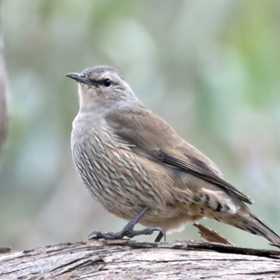 Climacteris picumnus (Brown Treecreeper) at Bellmount Forest, NSW - 16 May 2022 by jb2602