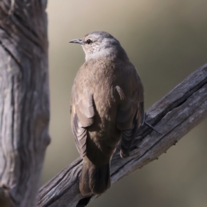 Climacteris picumnus victoriae at Bellmount Forest, NSW - 16 May 2022