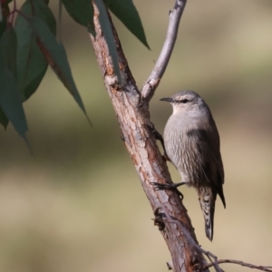 Climacteris picumnus victoriae at Bellmount Forest, NSW - 16 May 2022