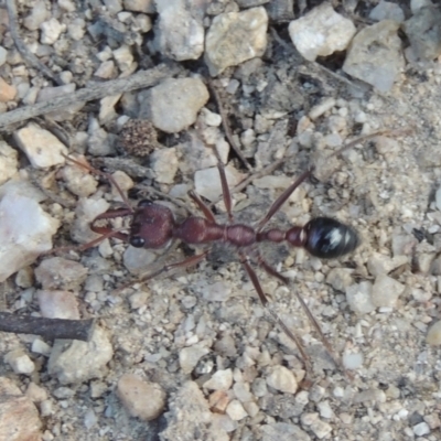 Myrmecia simillima (A Bull Ant) at Paddys River, ACT - 23 Jan 2022 by michaelb