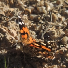 Vanessa kershawi (Australian Painted Lady) at Paddys River, ACT - 23 Jan 2022 by michaelb