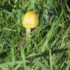 Bolbitius titubans (Yellow Fieldcap Mushroom) at Molonglo River Reserve - 16 May 2022 by SandraH