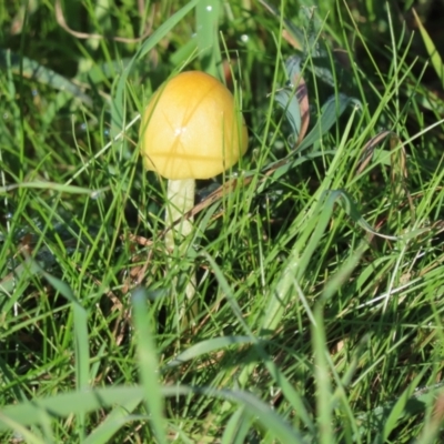 Bolbitius titubans (Yellow Fieldcap Mushroom) at Molonglo Valley, ACT - 16 May 2022 by SandraH