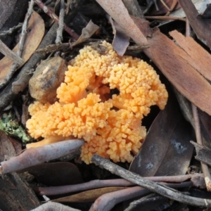 Ramaria sp. at O'Connor, ACT - 13 May 2022 11:43 AM