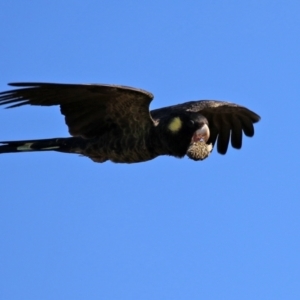 Zanda funerea at Fyshwick, ACT - 16 May 2022