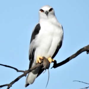 Elanus axillaris at Pialligo, ACT - 17 May 2022