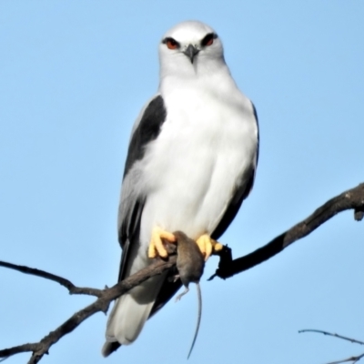 Elanus axillaris (Black-shouldered Kite) at Campbell Park Woodland - 17 May 2022 by JohnBundock