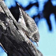 Daphoenositta chrysoptera (Varied Sittella) at Mount Ainslie - 17 May 2022 by JohnBundock