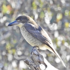 Cracticus torquatus (Grey Butcherbird) at Campbell Park Woodland - 17 May 2022 by JohnBundock