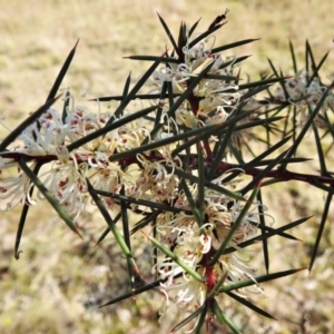 Hakea decurrens at Pialligo, ACT - 17 May 2022