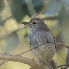 Colluricincla harmonica (Grey Shrikethrush) at Pialligo, ACT - 16 May 2022 by trevsci