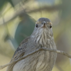 Colluricincla harmonica at Pialligo, ACT - 16 May 2022