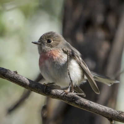 Petroica rosea (Rose Robin) at Pialligo, ACT - 16 May 2022 by trevsci